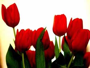 سنگرساز بی سنگر شهید حسین زنجانی
