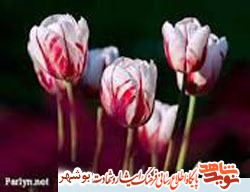 زندگینامه شهید ابراهیم ابراهیمی