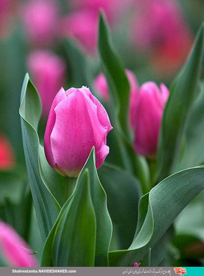 توصیه یک بسیجی؛ نماز بخوانید